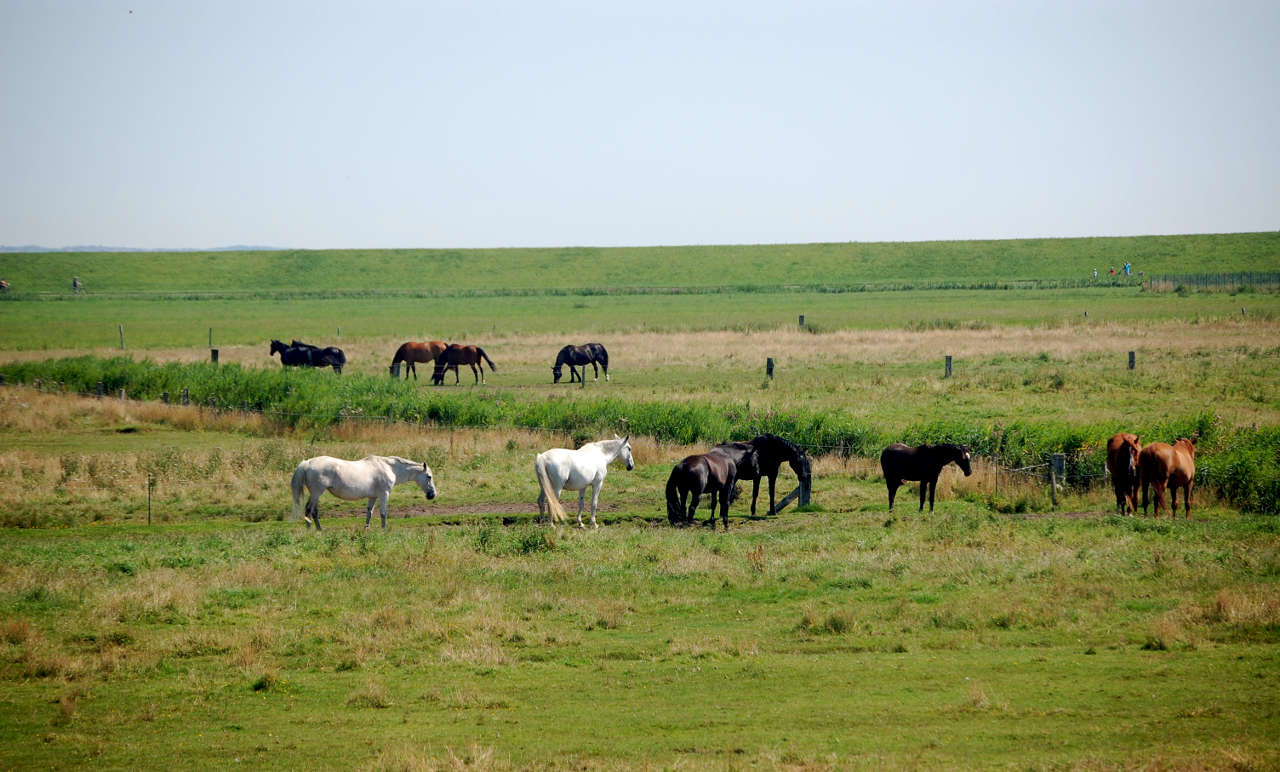 Pferde auf Langeoog